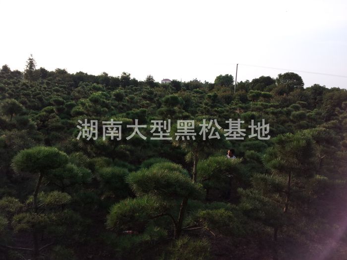  ձ ɻ Ϻ LɳкI ͺ