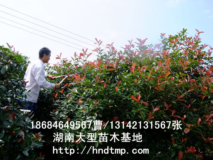t~ʯ骃r t~ʯ֦lr ُt~ʯ֦l (yng)t~ʯ֦l Lɳľ