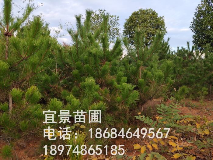 LɳԺl(f)