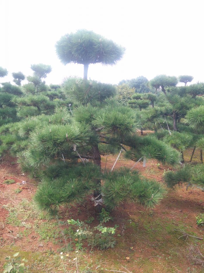 img20151008115355.jpg