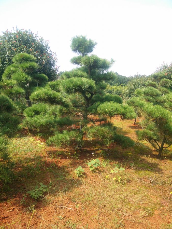 img20151008115552.jpg
