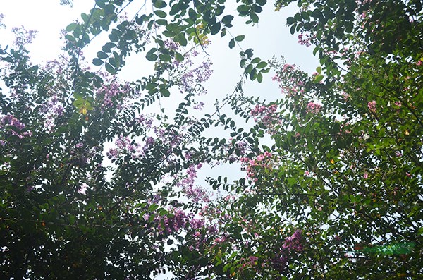 老紫薇